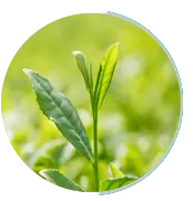Green Tea Extract for Heart and Liver Health
