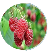 Raspberry Extract for Digestion