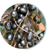 Saw Palmetto Extract for Prostate Health