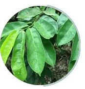 Soursop for Inflammation and Immunity